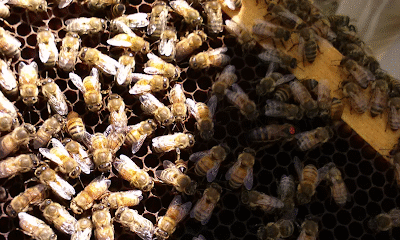 Another Season Honey Farm
