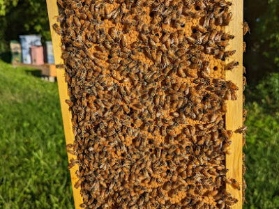 Bee Dad Honeybees