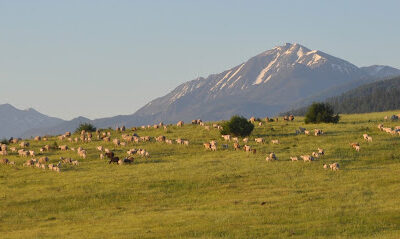 NP Ranch LLC