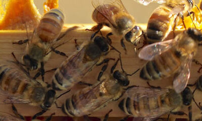 HOW SWEET IT IS APIARY