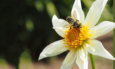 Strachan Apiaries Inc