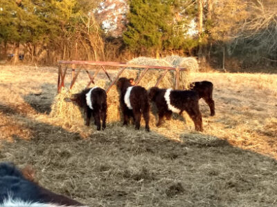 Happily Ever After Farm