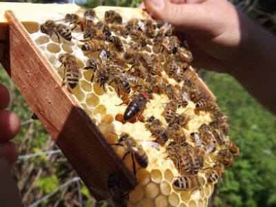 Foley's Russian Bees