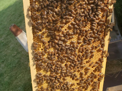 Berserkers Bee Farm