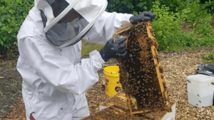 YEYO’S BEEHIVES