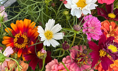 Bella Vista Farm - Honey & Flowers