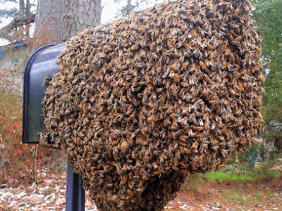 Southeast Bee Removal LLC