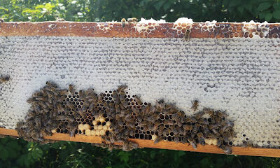 Moody Bees Honey
