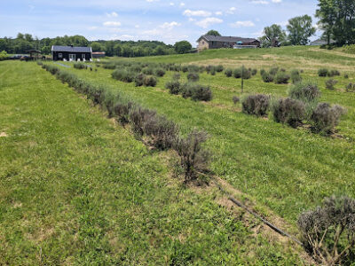 Big Roots Lavender Farm