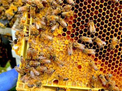 JK Honey Farms