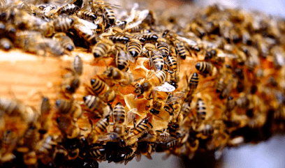 Heart4Bees