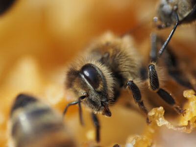 My Bee Supply LLC