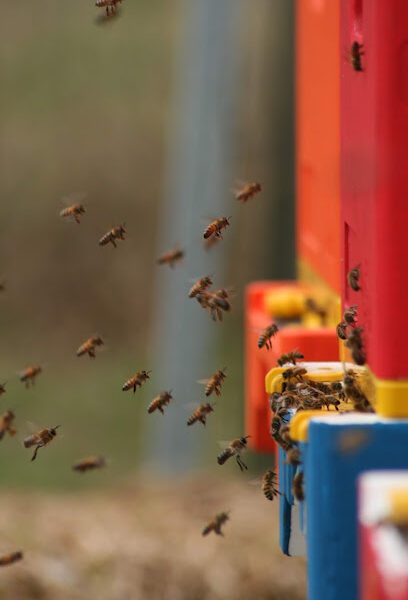 Hillside Honey & Apiary