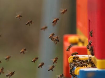 Hillside Honey & Apiary