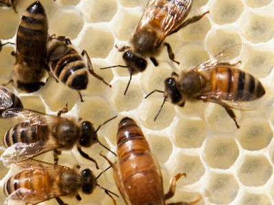Crystal Wings Beekeepers Supply