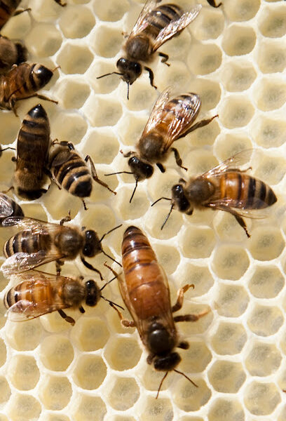 Crystal Wings Beekeepers Supply