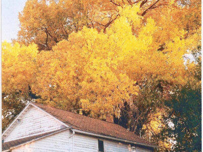 Honeyville Honey