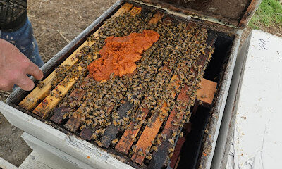 Beehive State Honey