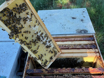 Evergold Honey and Bees