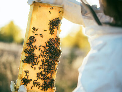 Honeybee