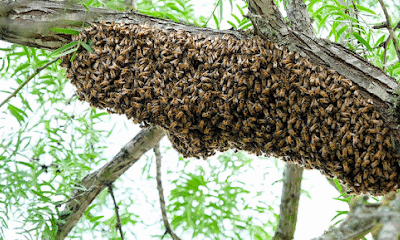 Keiths Honey Bee Removal