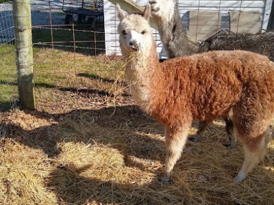 Shady Meadows Farm, LLC