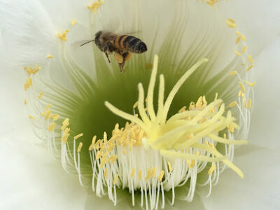 LV Bees - bee hive removal and honey