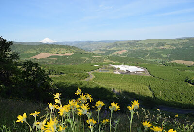 Orchard View, Inc.