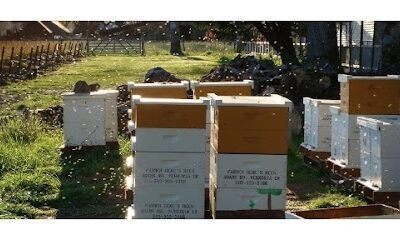 Farmer Gene's Bees
