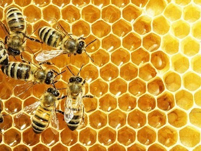 Direct Hive