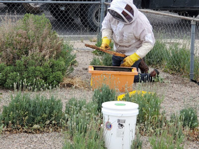 Bear Canyon Honey Co