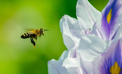 Pollination.US, Inc.