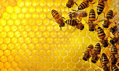 Wagram Apiary