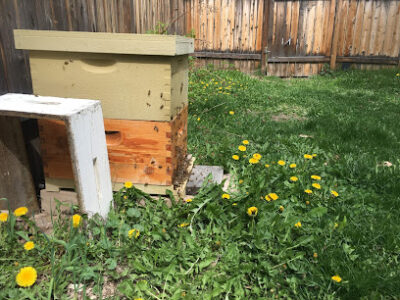 TC's Apiaries