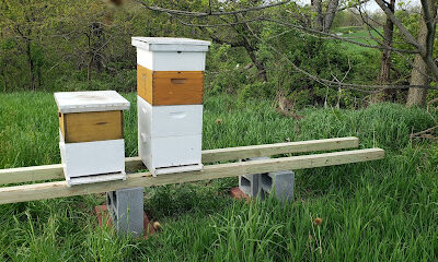 Been's Bees