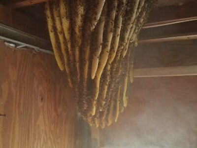 No Kill Bee Removal Company