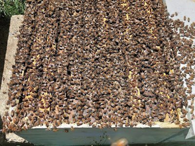 Bowen Bee Farm & Rescue