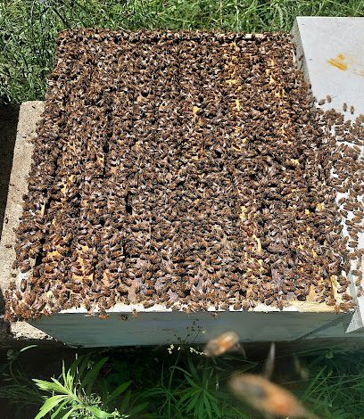 Bowen Bee Farm & Rescue