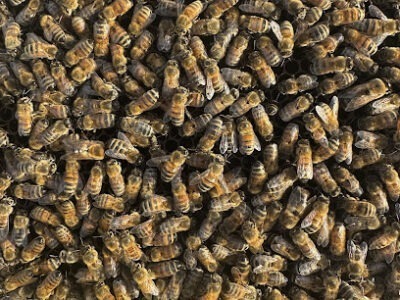 Savannah G's Honey Bees