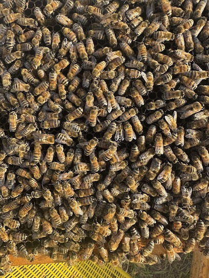 Savannah G's Honey Bees