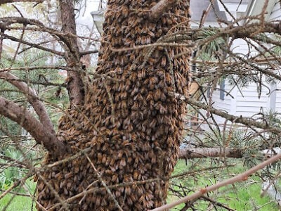 Bee Monks