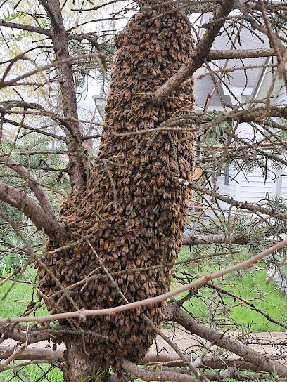 Bee Monks