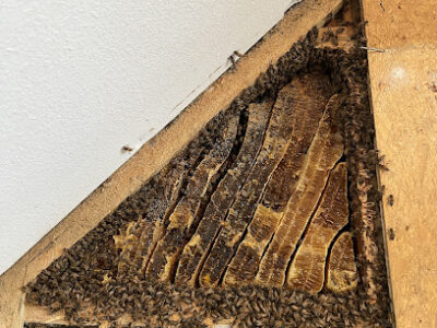 Ozark Bee Barn