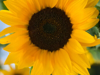 Sunny Hunny Farms