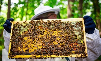 Stormrose Honey