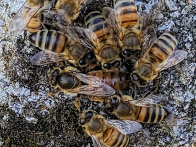 Brassy Bees
