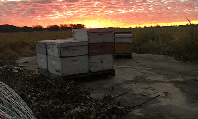 Kenuc LLC (Central Oklahoma Honey farm)