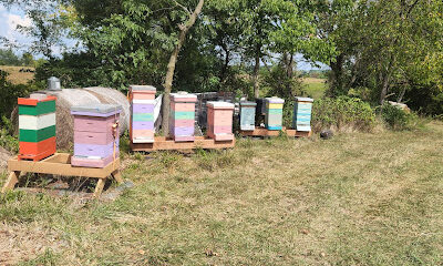 Scrapshack Apiary