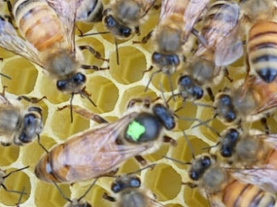 Providence Bee Company
