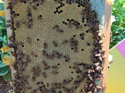 Peverill's Apiary